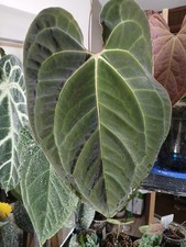 Anthurium Red Vein Dark Phoenix X Open By Fontanimal 