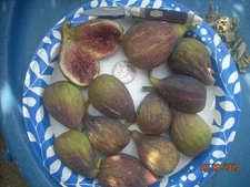 Longue D'Aout fig tree cuttings ,6 pcs. set, delicious and large fruits !