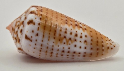 Conidae Conus Boeticus Ruppellii - 30.80 mm- Special Color - Gem - 第 5/11 張圖片