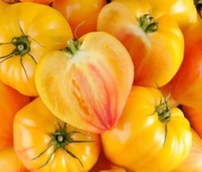 Tomate Coeur de Boeuf Jaune 20 Graines - Bio