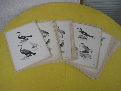 Collection / Bundle Litho Brodtmann Bird / Birds