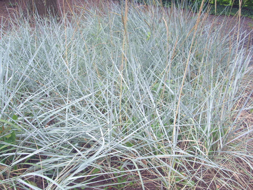 50 BLUE DUNE GRASS SEEDS ( Leymus arenarius) very fast spreading