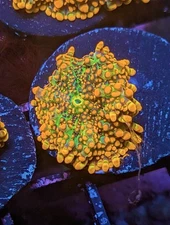 WYSIWYG RARE Godzilla Type Yuma Bounce Mushroom King Kong Shroom OG Live Coral