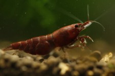 20 2 Bloody Mary - Freshwater Neocaridina Aquarium Shrimp. Live Guarantee