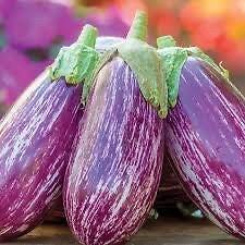 20 Spanish Heirloom striped eggplant vegetable plant seeds flowers rare colorfu