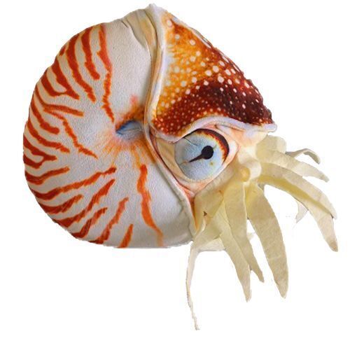 Peluche suave Grace Nautilus Shell acuático 12"/30 cm peluches - Imagen 2 de 3