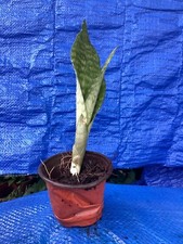 Snake Plant Clean Air Purifier, 1 Live 8-10" Mother-in-law Tongue Sansevieria
