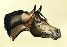 COA original art drawing pencils arabian horse portrait 12