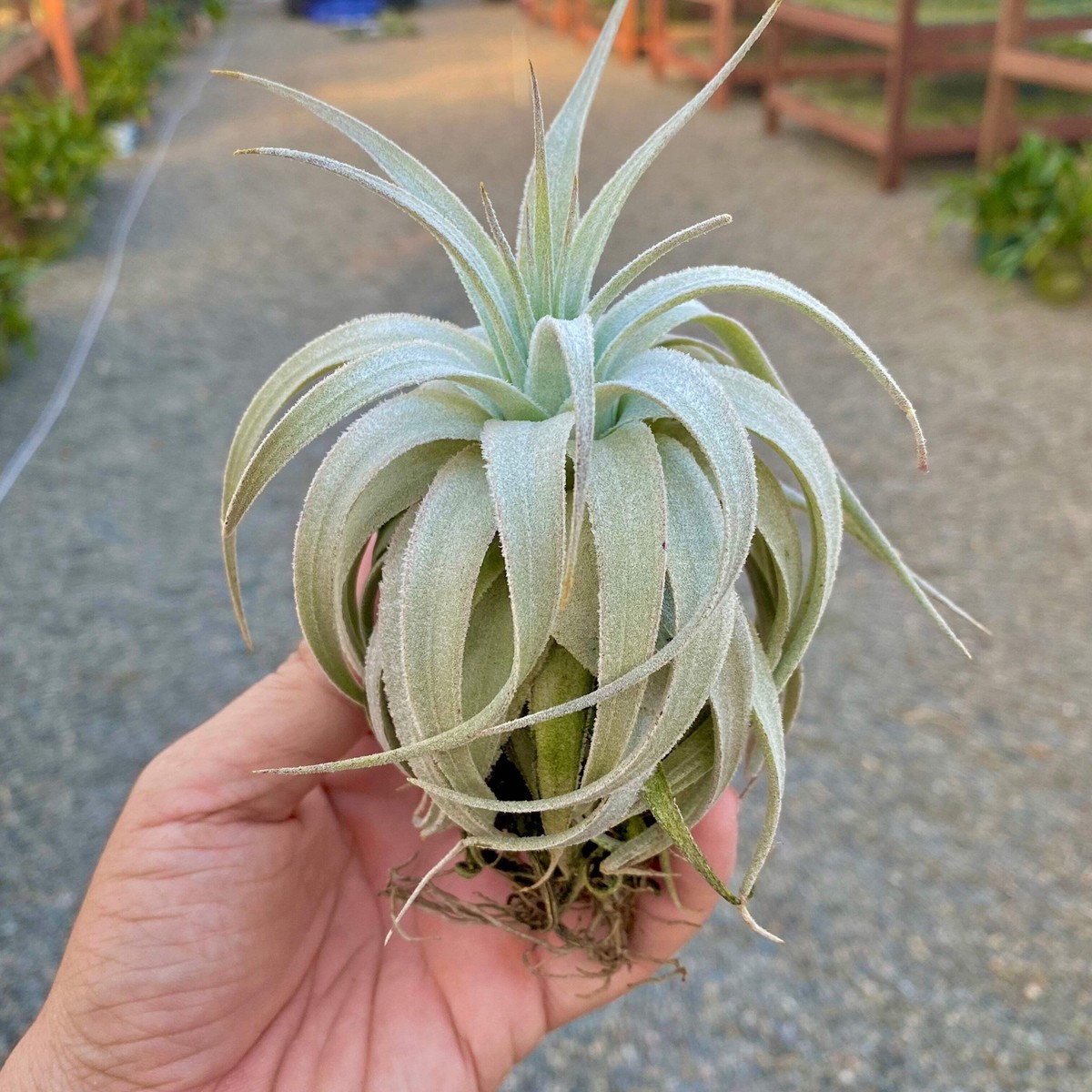 Gardneri var Rupicola Air Plant *EXTREMELY RARE* | eBay Gardneri var Rupicola Air Plant *EXTREMELY RARE* | eBay