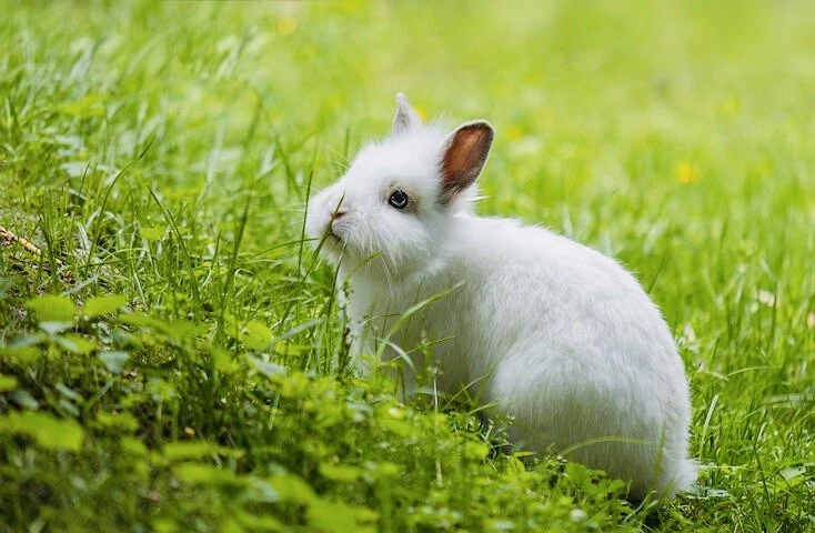 Hasen Garten Kaninchen Weide Klee Futter Gras Hamster Wiese Samen Topf &Garten