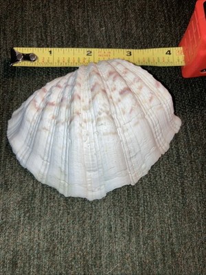 Small Hippopus Seashell Bear Paw Clam Half Shell  4 x 3   Rippled Ocean Shell