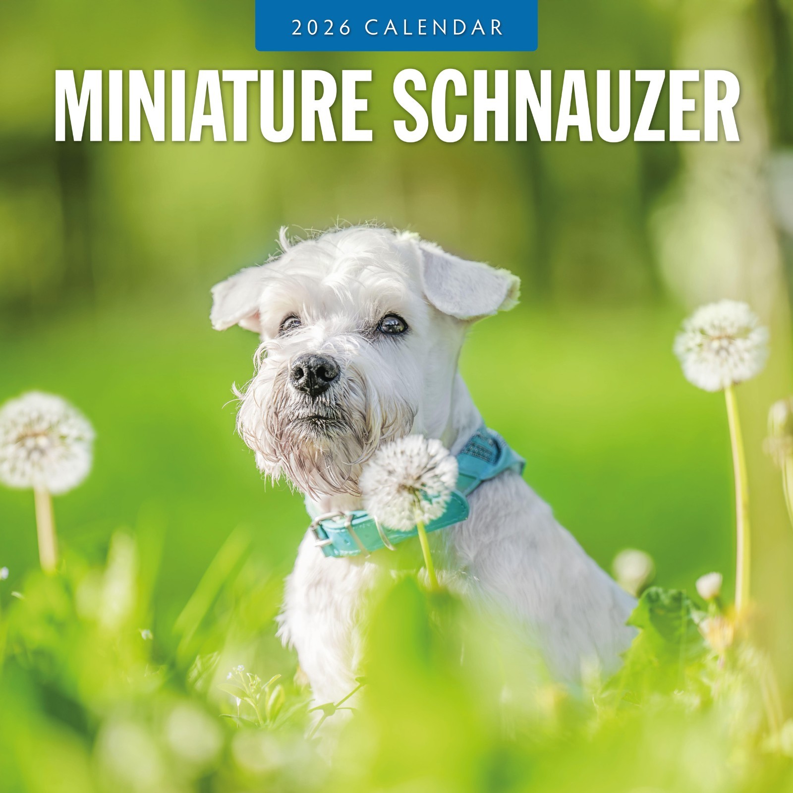 Miniature Schnauzer 2026 Square Wall Calendar