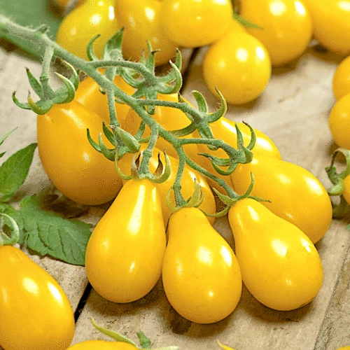 Tomato Seeds 30+ Varieties Shirley Moneymaker Roma Cherry Mountain Magic Micro - Picture 86 of 86