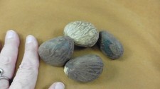  tn-19-2 4 large natural Tagua Nut whole nuts craft Carving Dried plain uncut