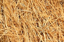4 Pounds Natural Wheat Straw for Animal Bedding, Garden Mulch,  Compost