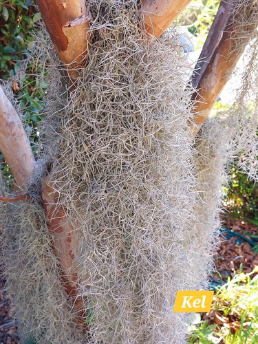 FREE Post/ Spanish Moss, Air Plant, Tillandsia, Old Man’s Beard or Whiskers - Picture 2 of 3