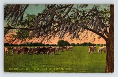 Postcard Florida Ocala Brahman Cattle Cow Graze 1948 Posted Linen