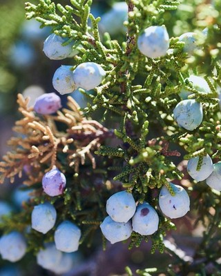 Minnesota wild Juniper, natural, fresh-picked Eastern Red Cedar Berries whole