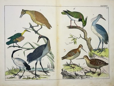 Heron Crane Waders Nature 1838 Antique Art Picture Vintage Chromolithograph