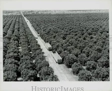 Press Photo Aerial View of Orange Orchard in Florida - kfx29618