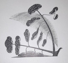 OLDHAM PINE TREES TREE Print Woodcut by Claire C1940s
