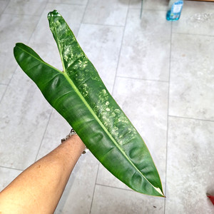 Philodendron Ableger | eBay