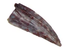 Triassic Coelophysis Dinosaur tooth fossil Bull Canyon in Display case #2