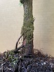 Dawn Redwood (Meta Sequoia) Deciduous Pre-Bonsai Tree,  Root Over Possibility  — photo 6