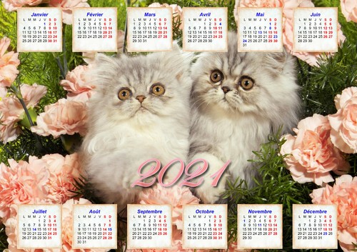 Calendrier 22 Chat Angora Poster Affiche Plastifiee 30 X 40 Cm Ref 73 Ebay