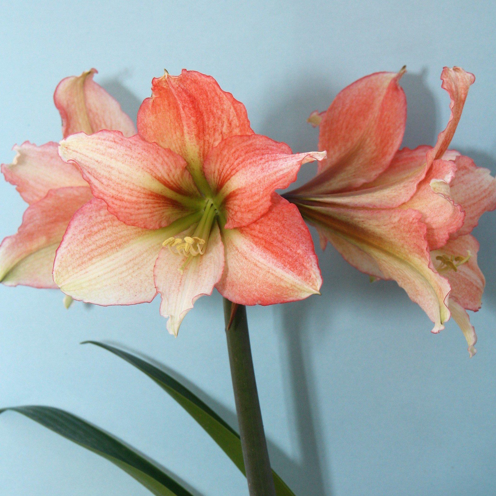 Amaryllis - Tinkerbell - Thumbnail 4