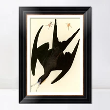 Framed Canvas Giclee Print Art Frigate Pelican by John James Audubon Home Decor