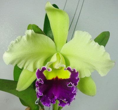 Cattleya Blc. Pathum Green Blooming Size, Strong Fragrance, Orchid Plant, RARE