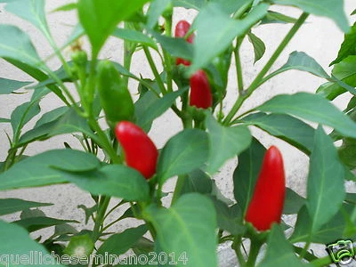 20 CHILI SEEDS - Tabasco Capsicum frutescens Tabasco variety