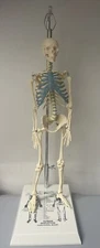 NEW 21 inch Tall Human Skeleton Model Skull Anatomical Model with Stand 