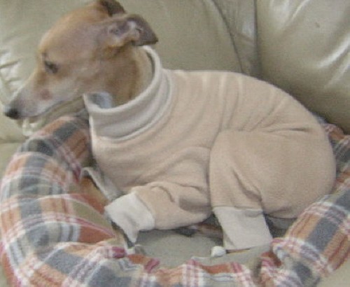 4-LEG Green Bay Packers TOY DOG PJ SWEATER ITALIAN GREYHOUND CHINESE CRESTED - Picture 3 of 4