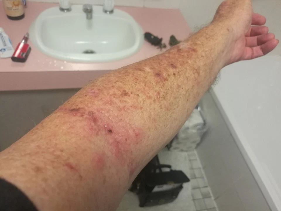 Mezcla de 4 hierbas Galangal Graviola Chaparral y B/Raíz -100 x250mg -Caballos-Perros-Gato Foto 3 de 3