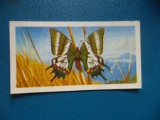 Great Britain Brooke Bond original 1964 teacard "Butterflies of the World" No.9