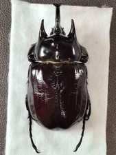 Megasoma for collectors | large size | Collector's Secret