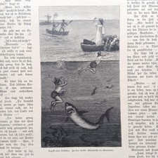 1885 Holzstich wood engraving Hai Attacke Angriff Shark maritim antique antik