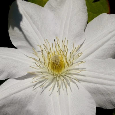Clematis Johannes Paul II 2L - Eine einfach zu züchtende Pflanze für jeden Garte - Bild 1 von 4