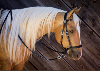 Western Black Leather Bit less Bridle & Split Reins With Buckles 