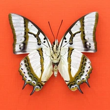 Real mounted White Nawab butterfly - Polyura eudamippus - A1/A1-