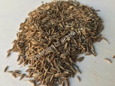 Cumin Seed, Cuminum cyminum, Whole, 1 oz Free Shipping  Schmerbals Herbals