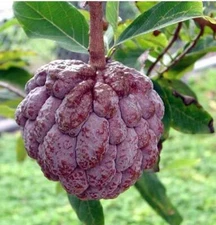 Annona squamosa RARE RED CUSTARD APPLE TREE SEEDS!
