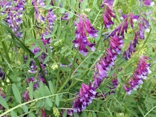 100 Hairy Vetch Seeds | Pollinator Flower Garden Seed for Bees & Butterflies