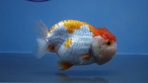 Goldfish Red/White Lionchu Male - Picture 8 of 8