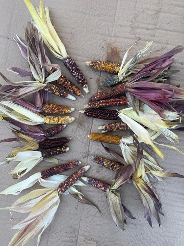 8 Ears Miniature Indian Corn Ornamental Popcorn With Husk Fall Decor - Picture 2 of 2