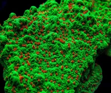 Live coral Seasons Greeting Montipora SPS Coral 1-2” Frag Reef Tank