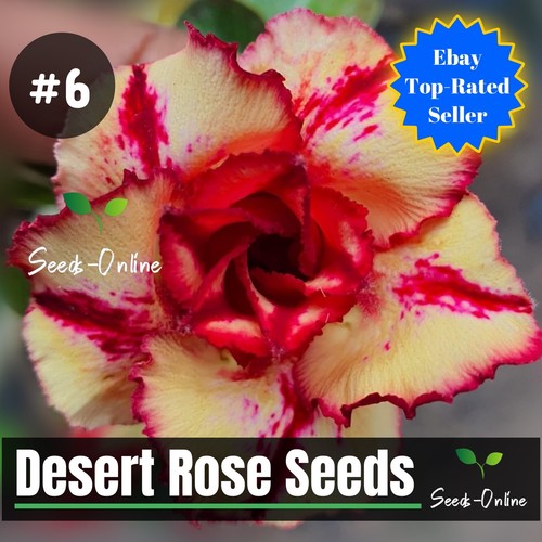 ๐ธ RARE!! ๐ธ ADENIUM OBESUM DESERT ROSE SEEDS 38 Types to choose from - Picture 7 of 63