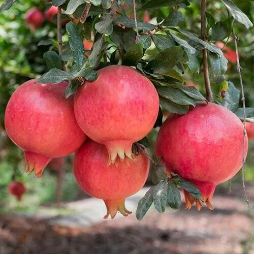 Pomegranate - Elche, Punica granatum, 30 seeds